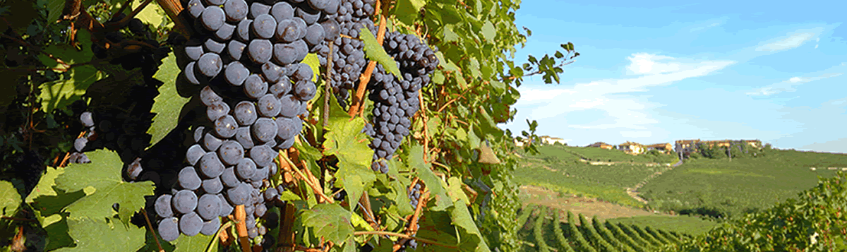 Eurosud France fournit les meilleurs moûts de raisins, jus de fruits et produits à base de vin provenant de la France, de l'Espagne, du Portugal et de l'Italie.