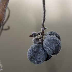 Jérôme Despey: “unfortunately, again, these weather events and nature are going to regulate our supplies!”