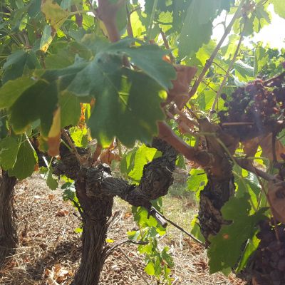 Dégâts causés par la canicule dans l'Hérault